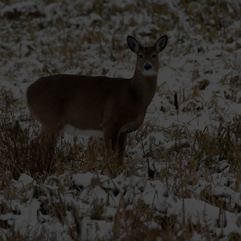 White-tailed Deer