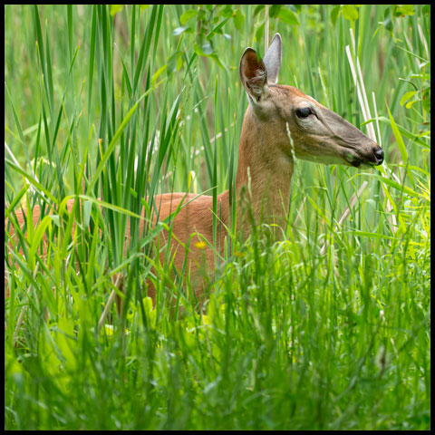 White-tailed Deer