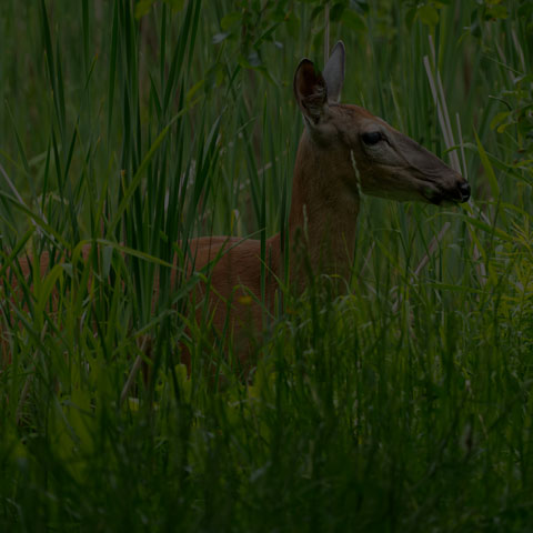 White-tailed Deer