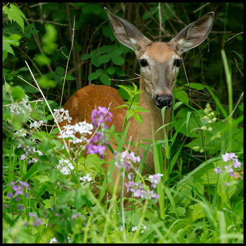 White-tailed Deer