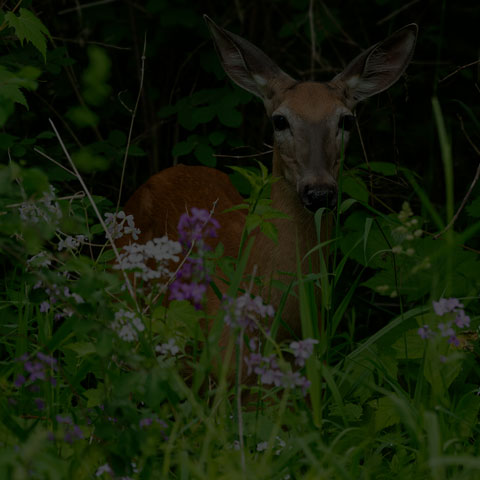 White-tailed Deer