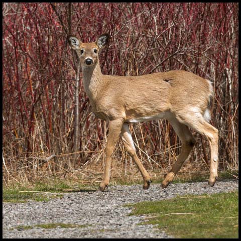 White-tailed Deer