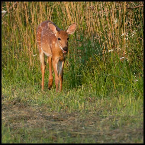 White-tailed Deer