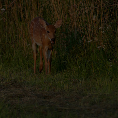 White-tailed Deer