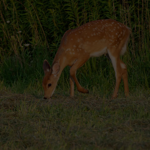 White-tailed Deer