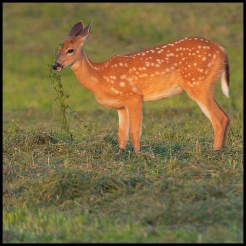 White-tailed Deer