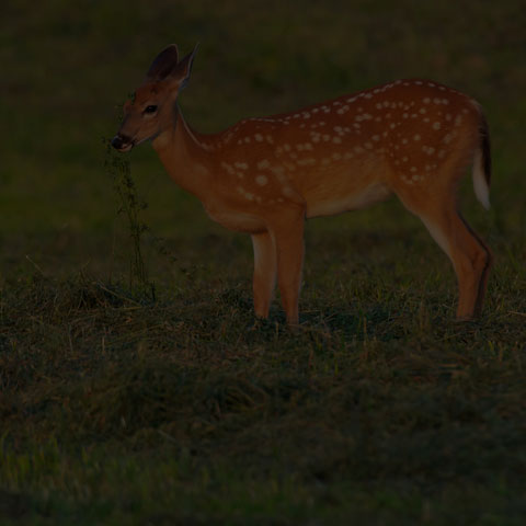 White-tailed Deer