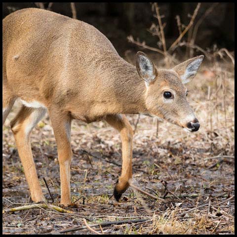 White-tailed Deer