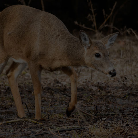 White-tailed Deer