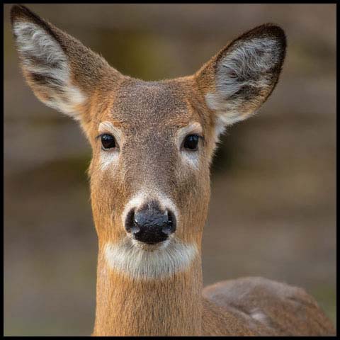 White-tailed Deer