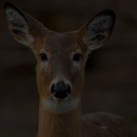 White-tailed Deer