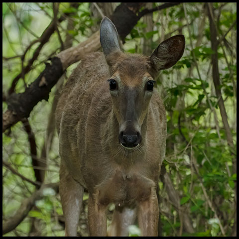 White-tailed Deer