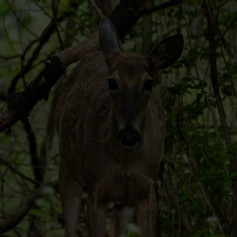 White-tailed Deer