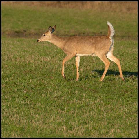 White-tailed Deer