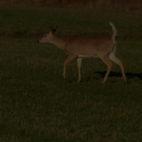 White-tailed Deer