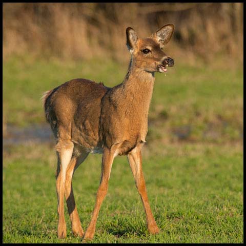 White-tailed Deer