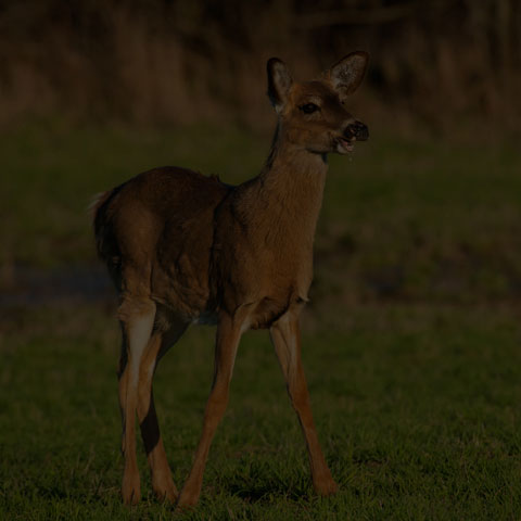 White-tailed Deer