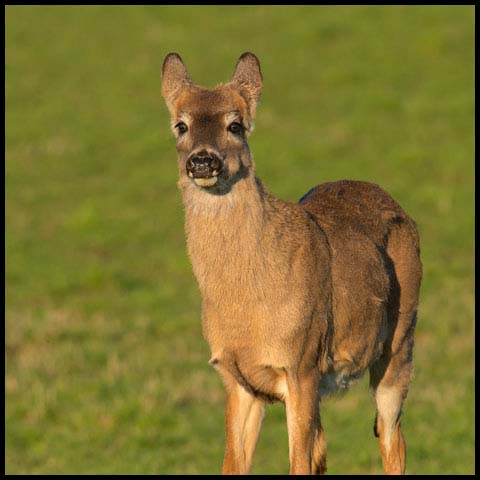 White-tailed Deer