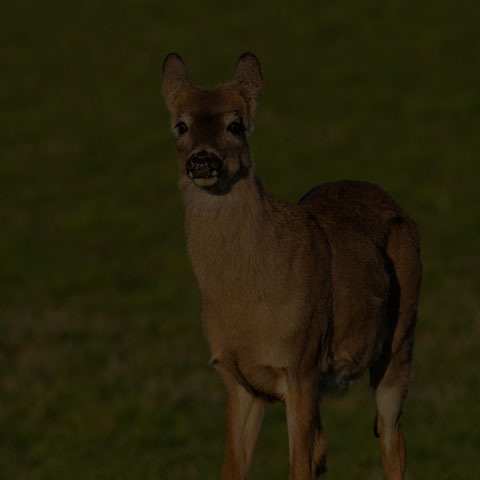 White-tailed Deer