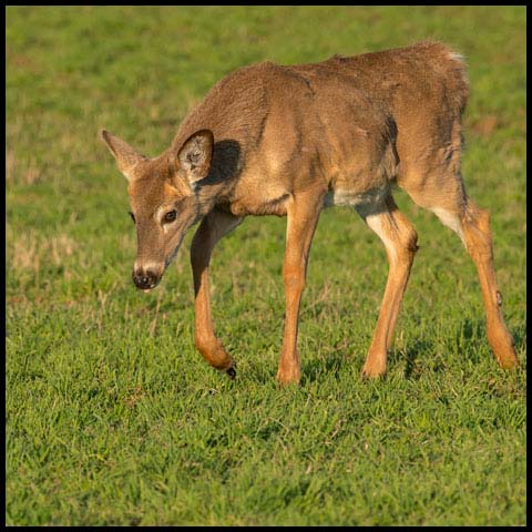 White-tailed Deer