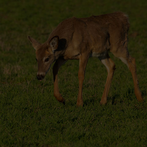 White-tailed Deer