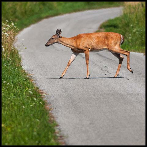 White-tailed Deer