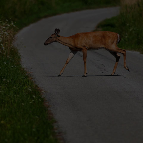 White-tailed Deer