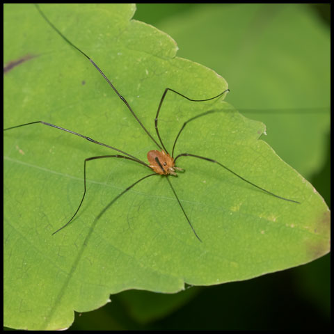 Polished Harvestman