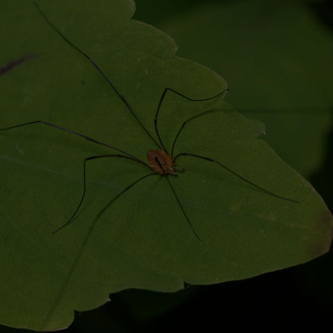 Polished Harvestman