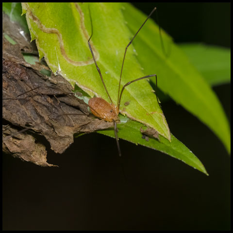 Polished Harvestman