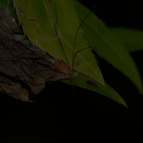Polished Harvestman