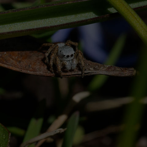 Jumping Spider