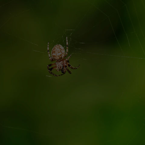 Furrow Orbweaver