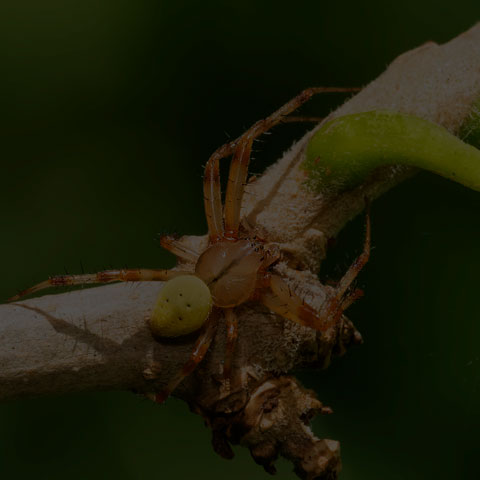 Shamrock Orbweaver