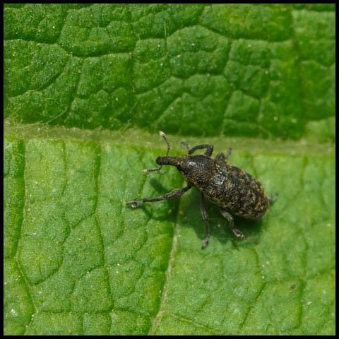 Canada Thistle Bud Weevil