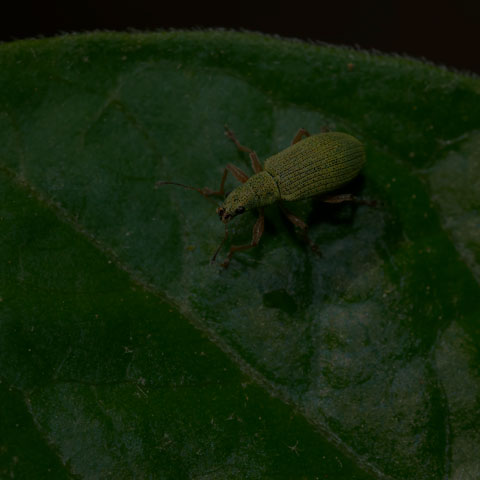 Pale Green Weevil