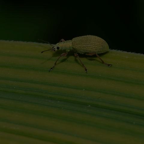 Pale Green Weevil