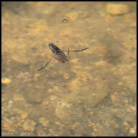 Milky Backswimmer</a>