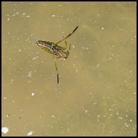 Milky Backswimmer</a>
