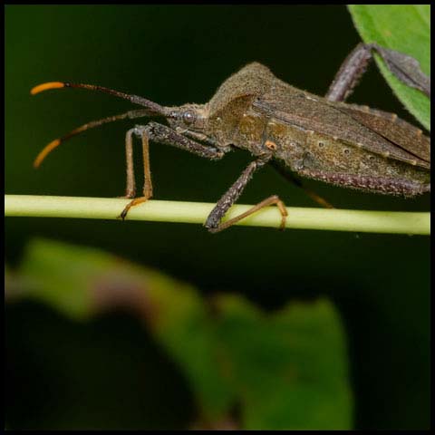 Orange-tipped Leaf-footed Bug