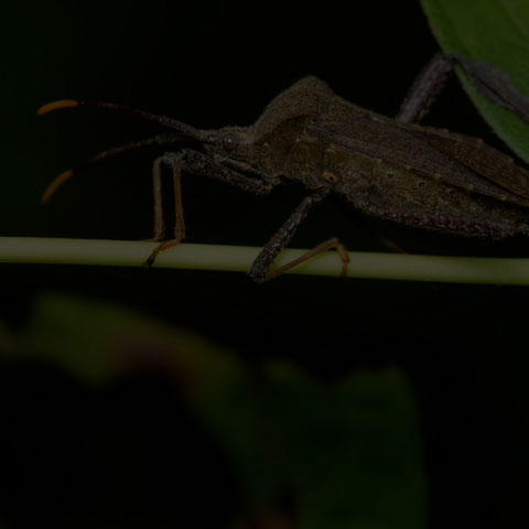 Orange-tipped Leaf-footed Bug