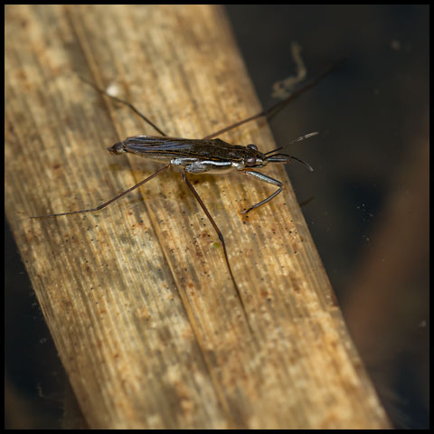 Water Strider