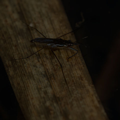 Water Strider