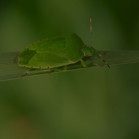 Green Stink Bug