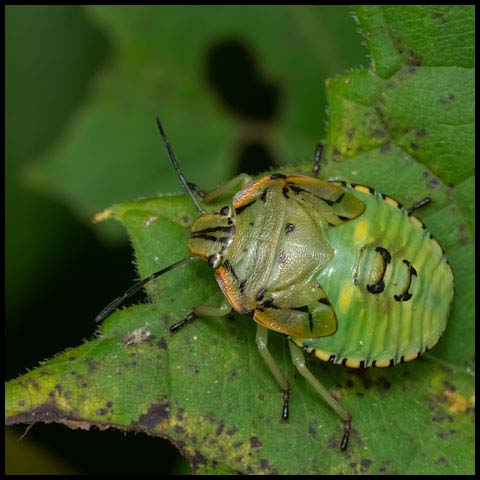 Green Stink Bug