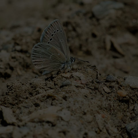 Silvery Blue