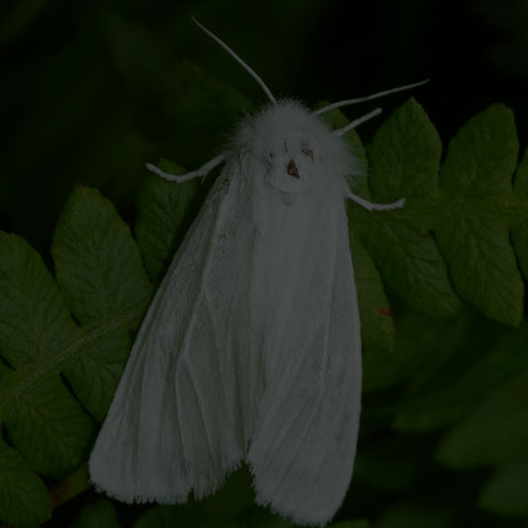 Pink-legged Tiger Moth
