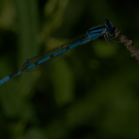 Familiar Bluet
