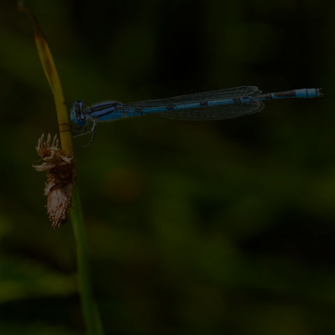 Familiar Bluet