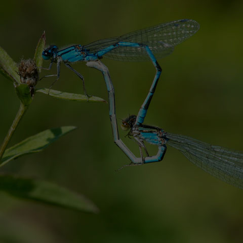 Familiar Bluet